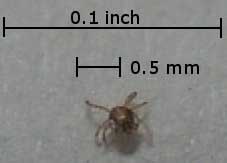 Een herfstmijt is speldeknop groot, plaatje van wikipedia pagina